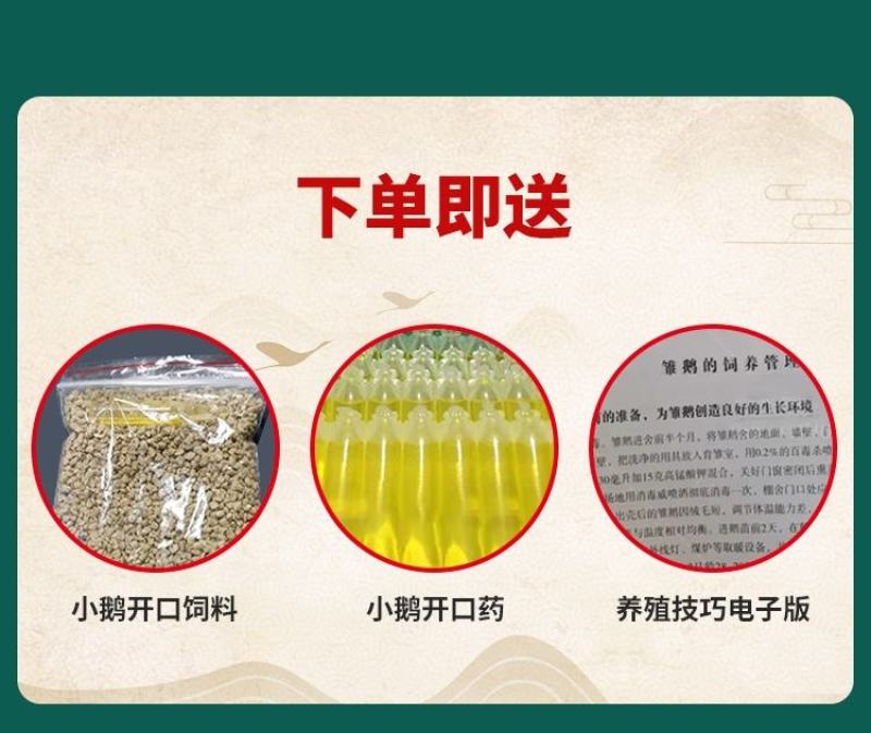 狮头鹅苗正宗潮汕狮头鹅出壳脱温苗注射疫苗