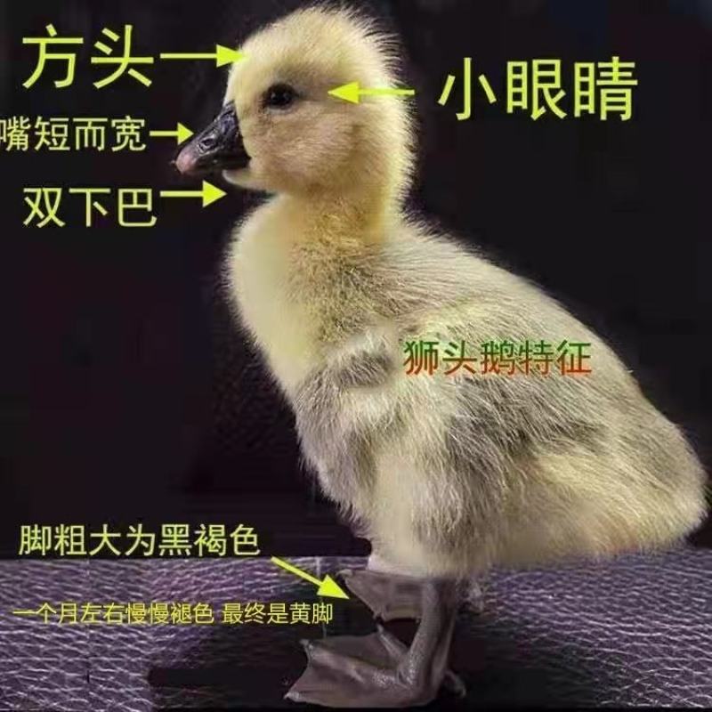 狮头鹅苗正宗潮汕狮头鹅出壳脱温苗注射疫苗