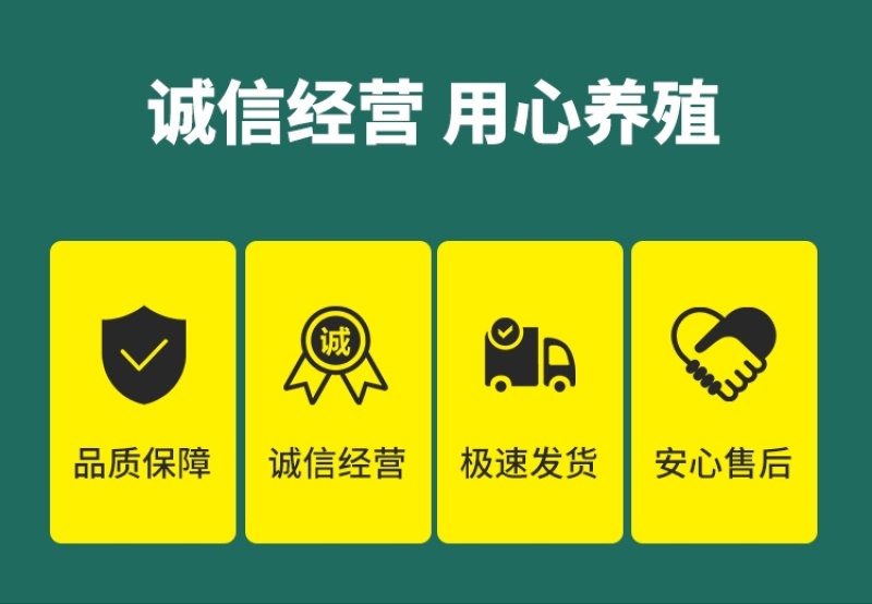 狮头鹅苗正宗潮汕狮头鹅出壳脱温苗注射疫苗