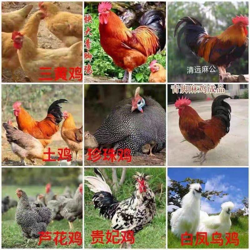 纯种五黑鸡苗高产绿壳蛋鸡苗五黑一绿鸡苗活体小鸡黑鸡苗小鸡