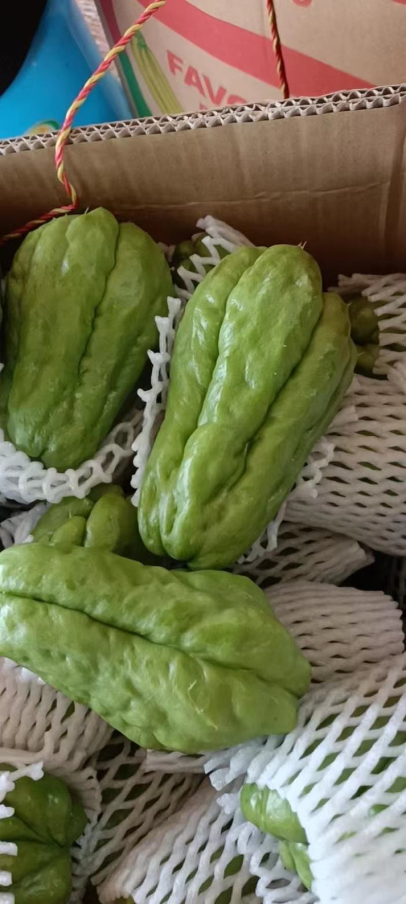 精品广东省徐闻县青皮佛手瓜，品质好，一手货源，货源充足。