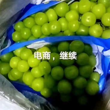 冷库葡萄，巨峰，红提，阳光玫瑰，克伦生，，，，，，，，，