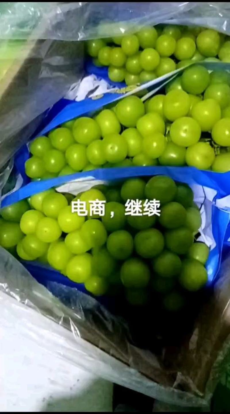 冷库葡萄，巨峰，红提，阳光玫瑰，克伦生，，，，，，，，，
