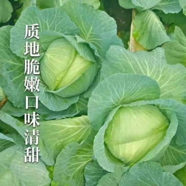 广西横县金包包菜，产地直发，一首货源，欢迎全部各地老板