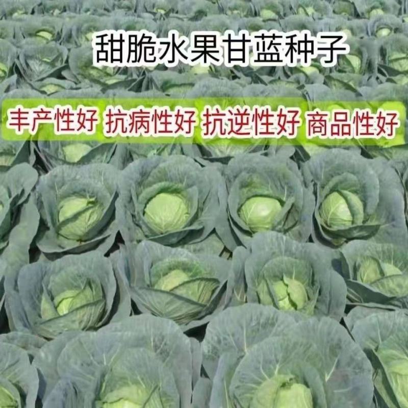 广西横县金包包菜，产地直发，一首货源，欢迎全部各地老板