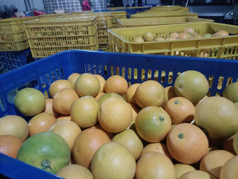 冰糖橙永兴冰糖橙纯甜化碴对接市场批发电商超市社区团购