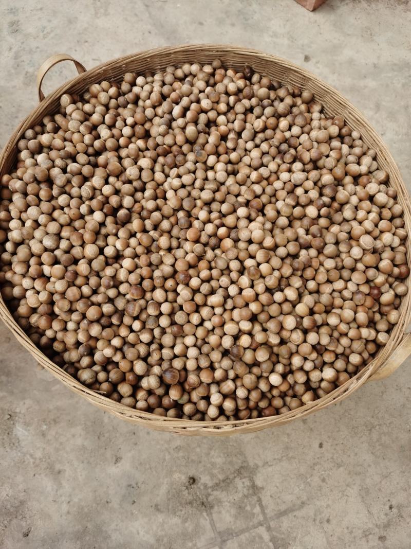 锥栗，小板栗，手工挑选，无虫眼，锥栗子，包邮一手货源