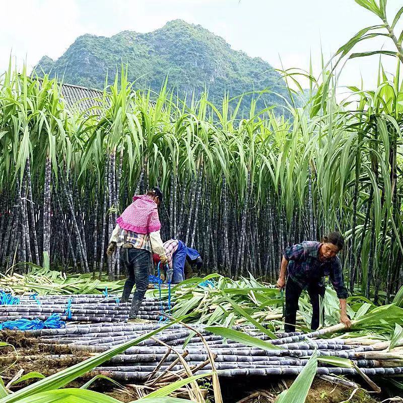广西横县甜玉米，产地直发，一首货源，欢迎全部各地老板长期