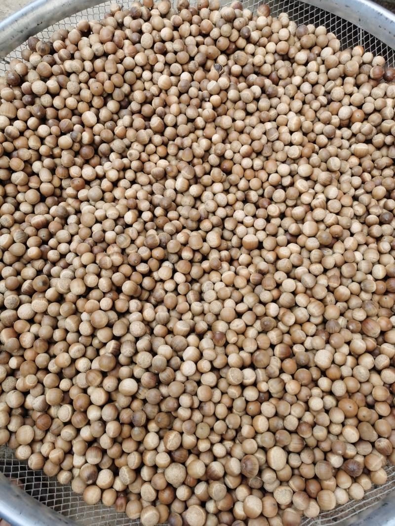锥栗，小板栗，手工挑选，无虫眼，锥栗子，包邮一手货源