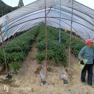 小拱棚支架拱杆45678毫米弓子骨架支撑杆玻璃纤维杆