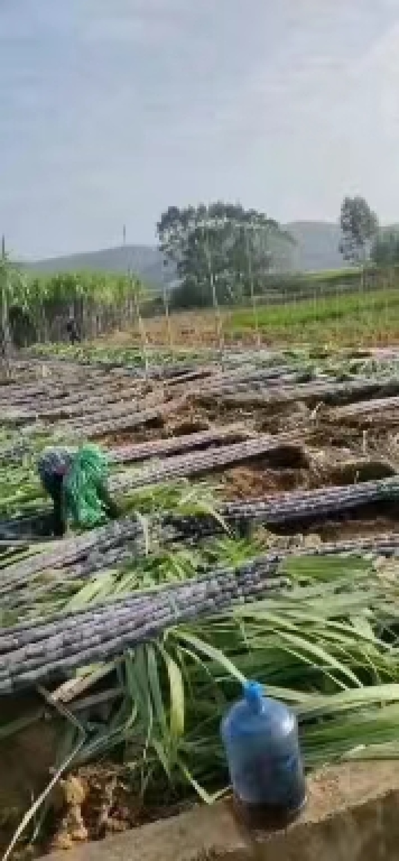 广西横县甜玉米，产地直发，一首货源，欢迎全部各地老板长期
