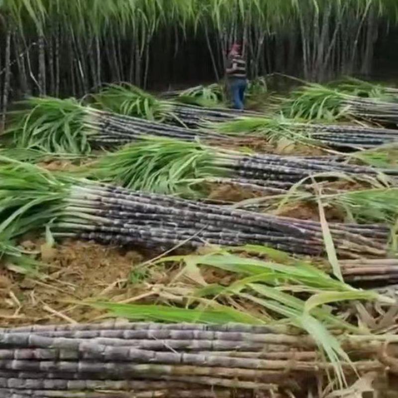 广西横县甜玉米，产地直发，一首货源，欢迎全部各地老板长期