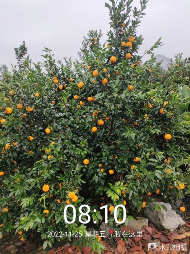 广西壮族自治区南宁市上林县优质沃柑