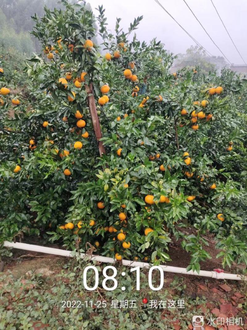 广西壮族自治区南宁市上林县优质沃柑