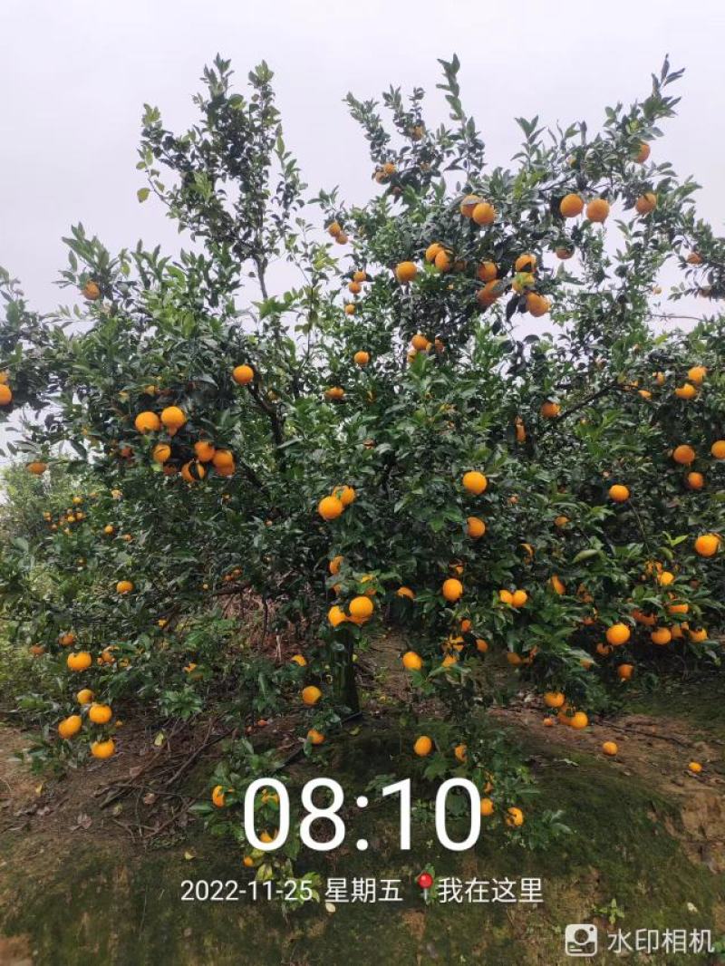 广西壮族自治区南宁市上林县优质沃柑