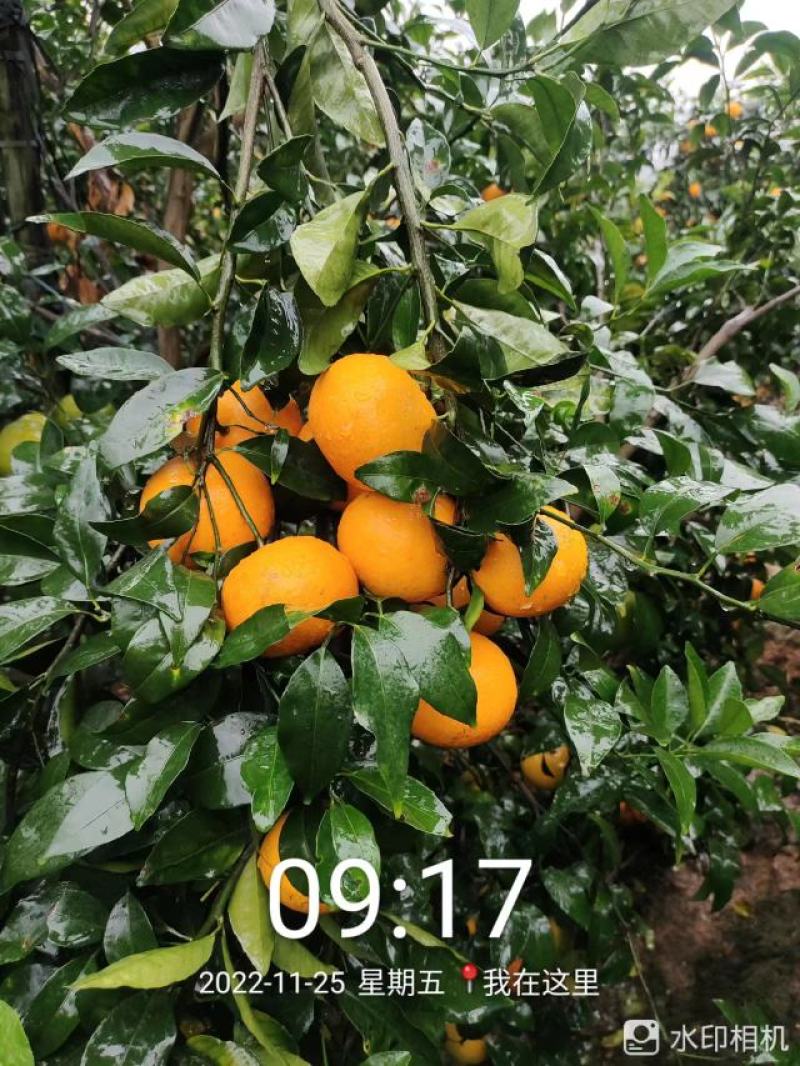 广西壮族自治区南宁市上林县优质沃柑