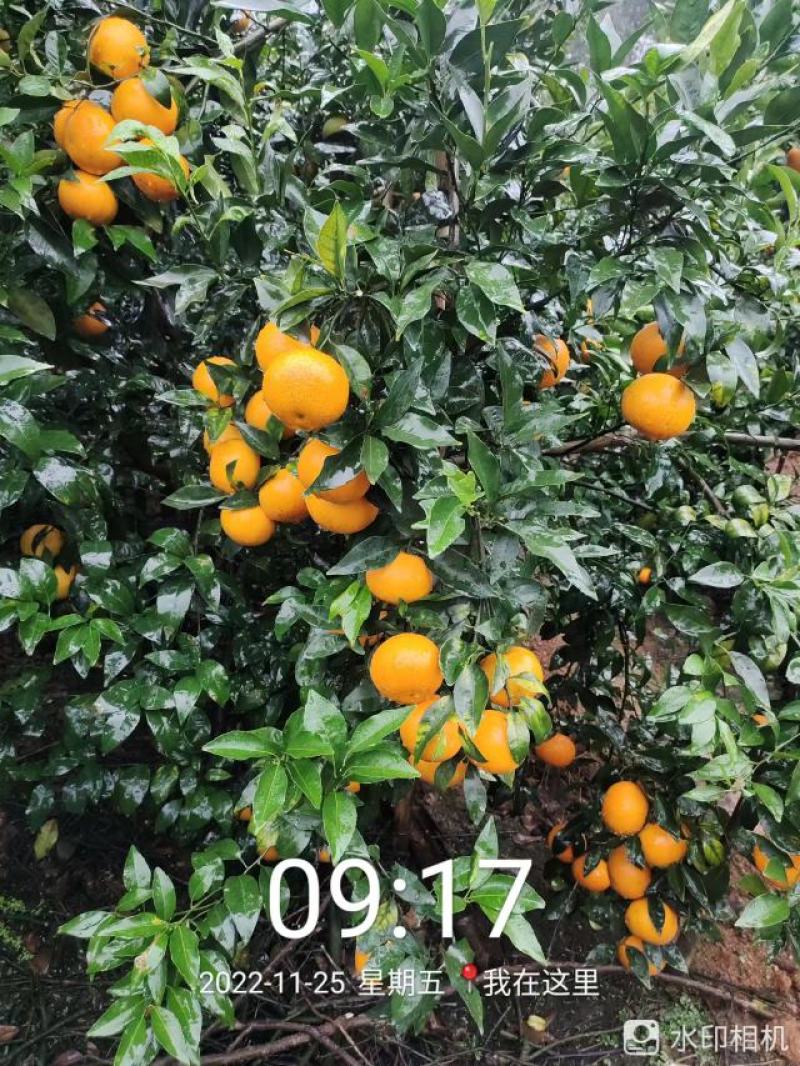 广西壮族自治区南宁市上林县优质沃柑