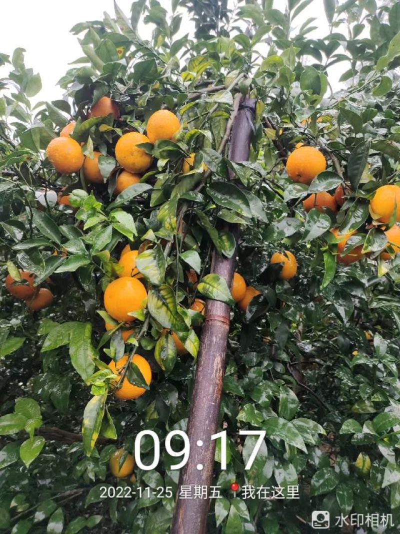 广西壮族自治区南宁市上林县优质沃柑