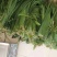 纯手工无添加，芦苇叶粽子。传统美食，舌尖上的味道。