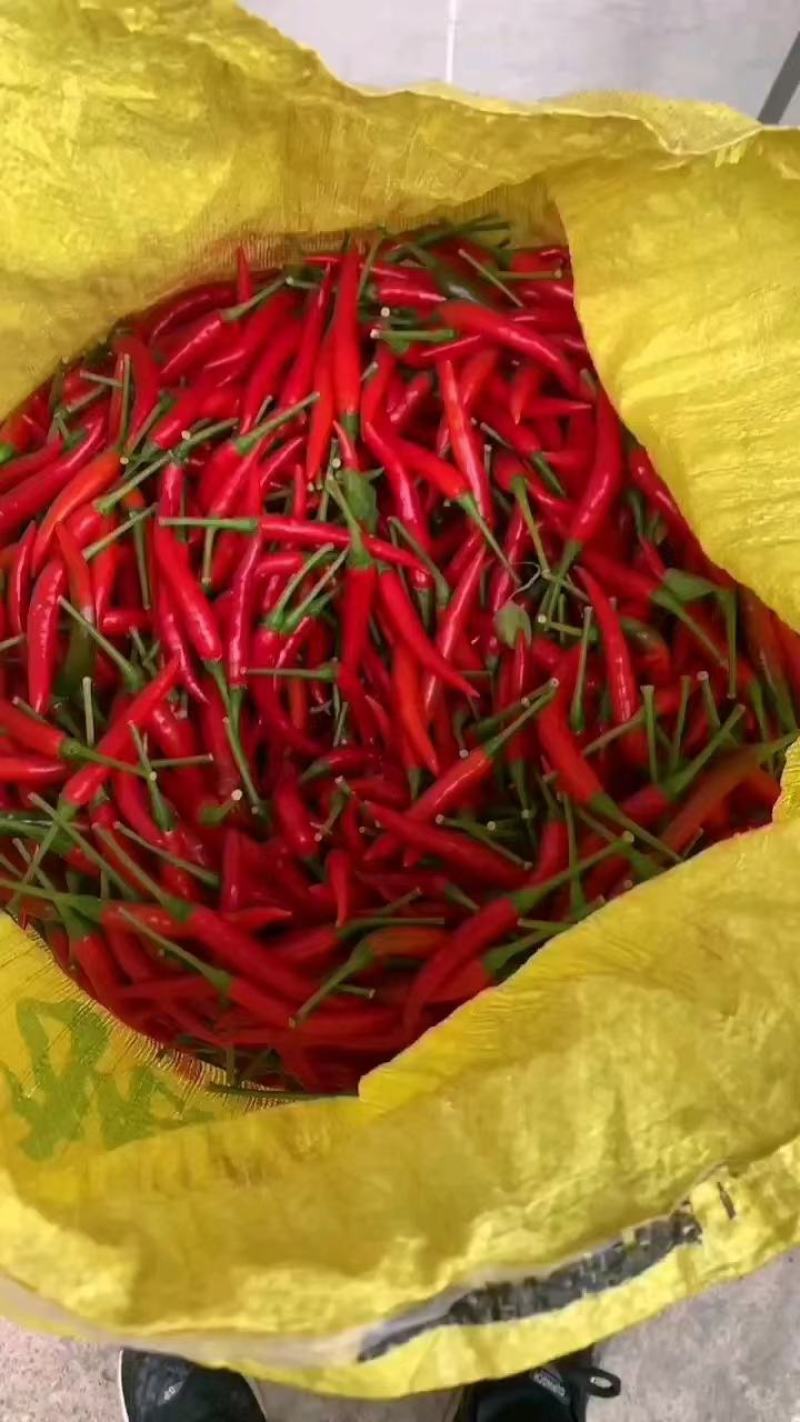 广西横县指天椒，小米椒，一手货源，欢迎全部各地老板长期