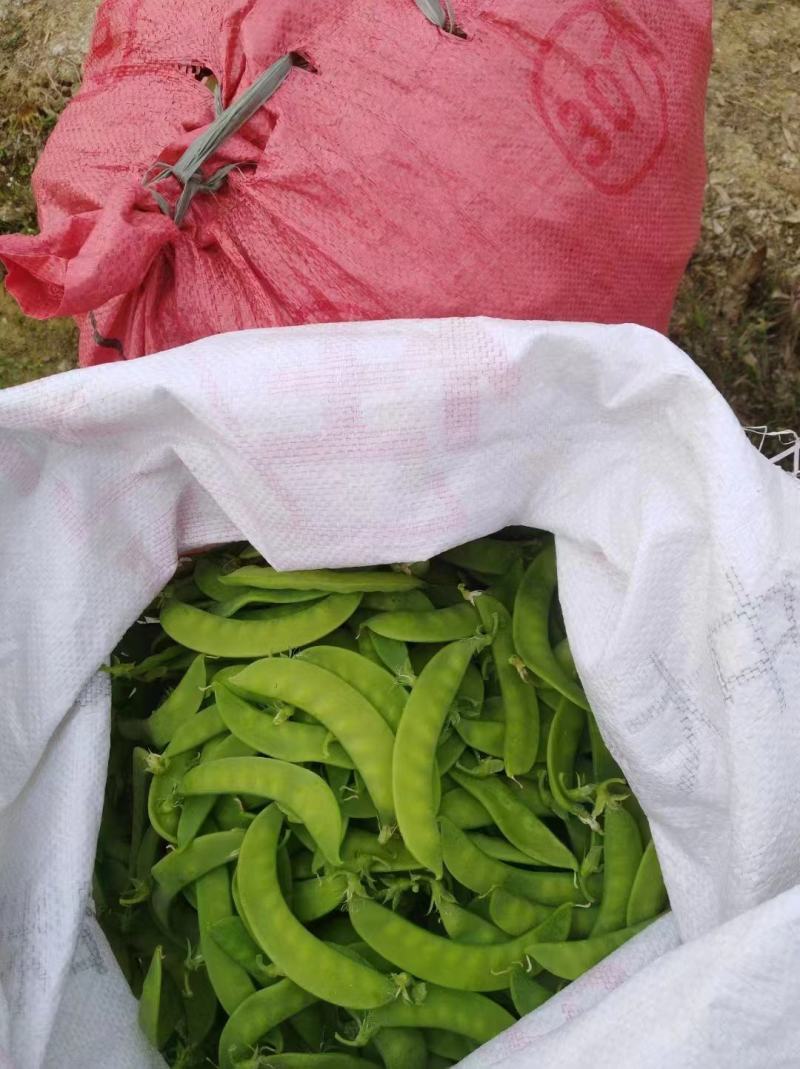 广西横县荷兰豆，产地直发，一手货源，欢迎全部各地老板长期