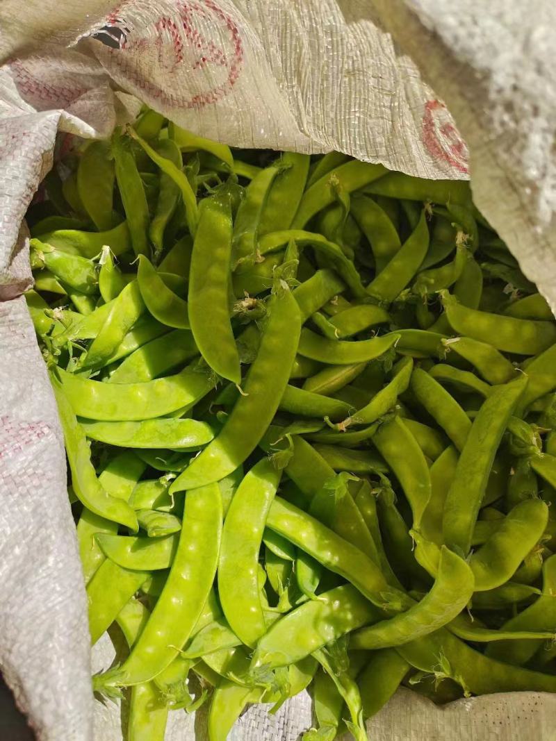 广西横县荷兰豆，产地直发，一手货源，欢迎全部各地老板长期