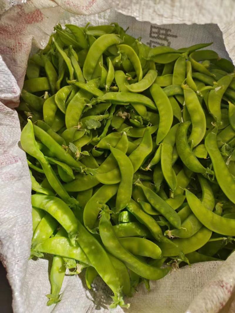 广西横县荷兰豆，产地直发，一手货源，欢迎全部各地老板长期