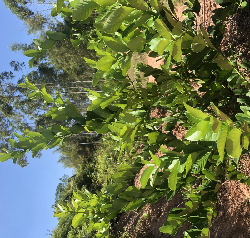 纯广东无籽香水柠檬树苗