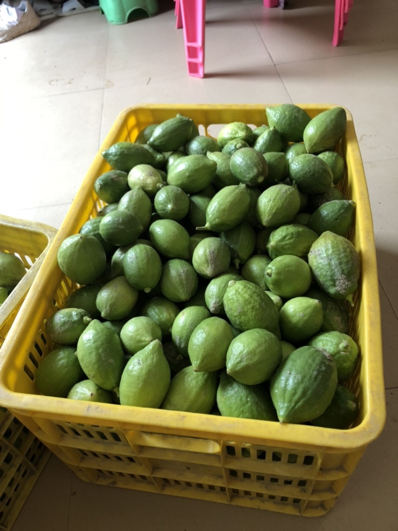 纯广东无籽香水柠檬树苗