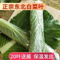 东北白菜叶饭包叶20片一件包邮，菜店和食堂档口小吃专用