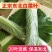 东北白菜叶饭包叶20片一件包邮，菜店和食堂档口小吃专用