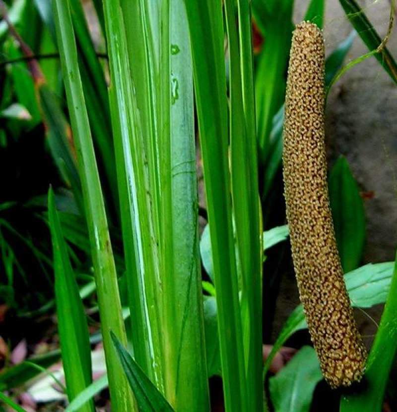 水菖蒲苗