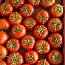 【广西露天】种植西红柿产地质量保证价格低