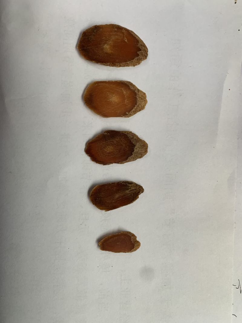 红参片无糖足干吉林产地批发。参农直销。量大优惠