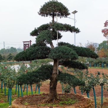 精品造型罗汉松，10一35公分叶片饱满，