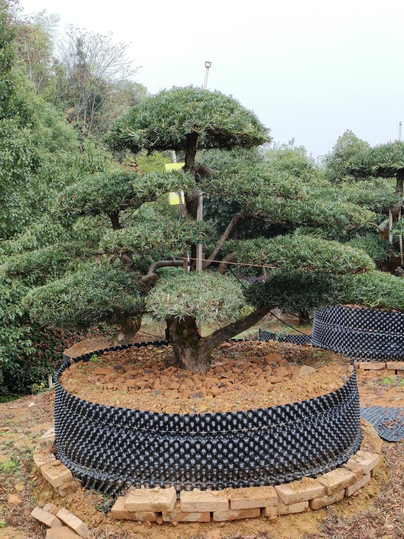 精品造型罗汉松，10一35公分叶片饱满，