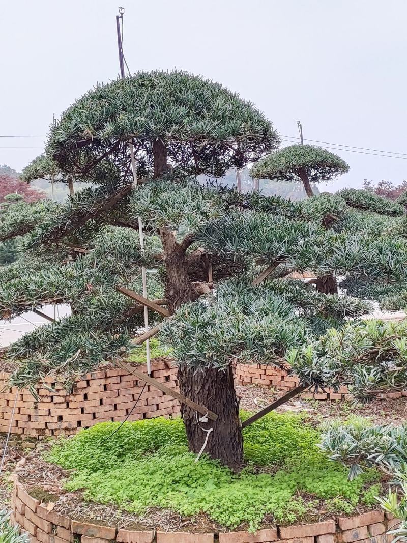 精品造型罗汉松，10一35公分叶片饱满，