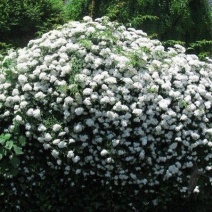 蔷薇花苗