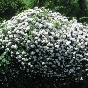 蔷薇花苗