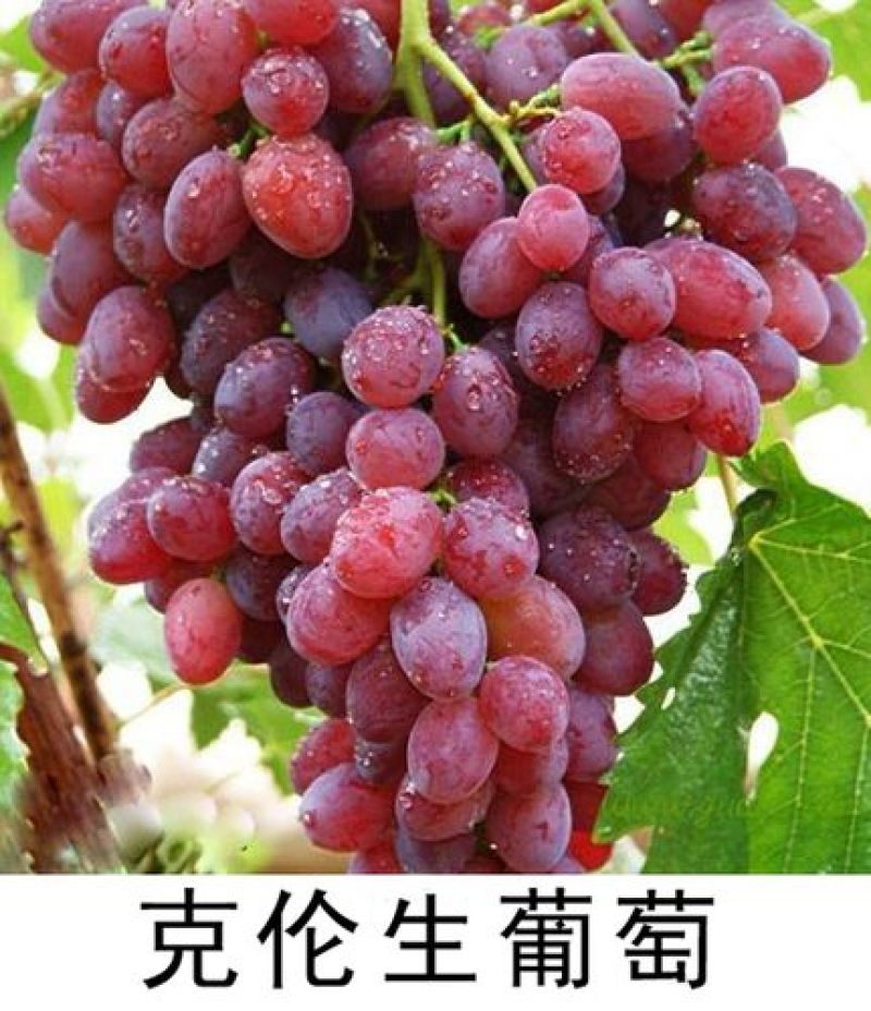 贝达根嫁接克伦生葡萄苗，保质量，保纯度，保成活率
