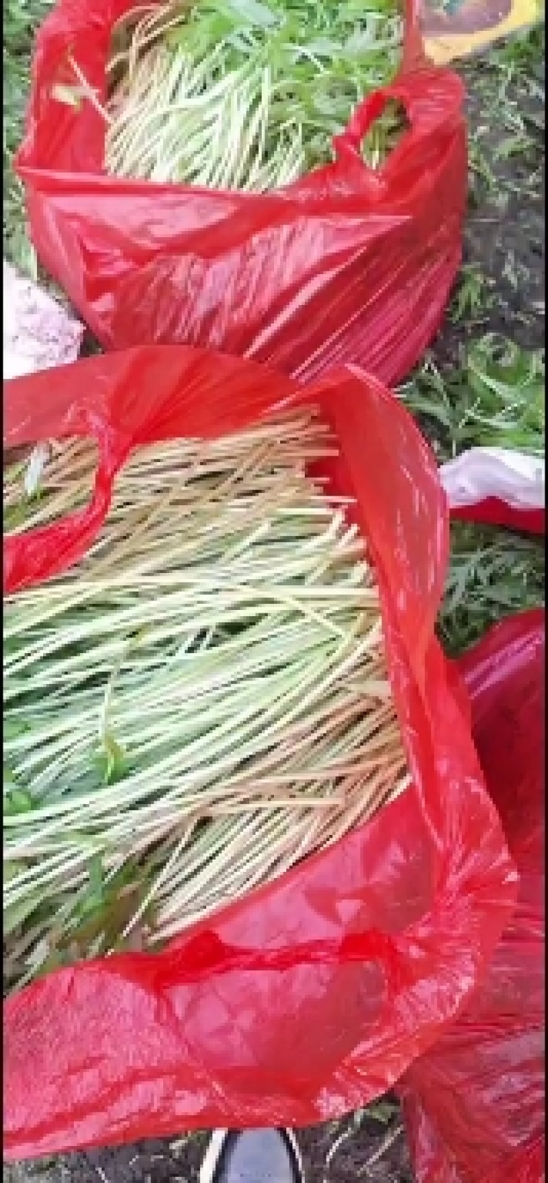 芦蒿，芦蒿基地