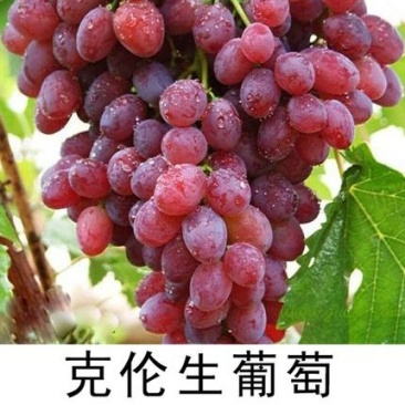 贝达根嫁接克伦生葡萄苗，保质量，保纯度，保成活率