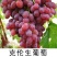 贝达根嫁接克伦生葡萄苗，保质量，保纯度，保成活率