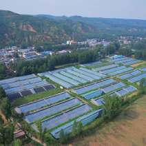 赤松茸大球盖菇大型种植基地产地直供