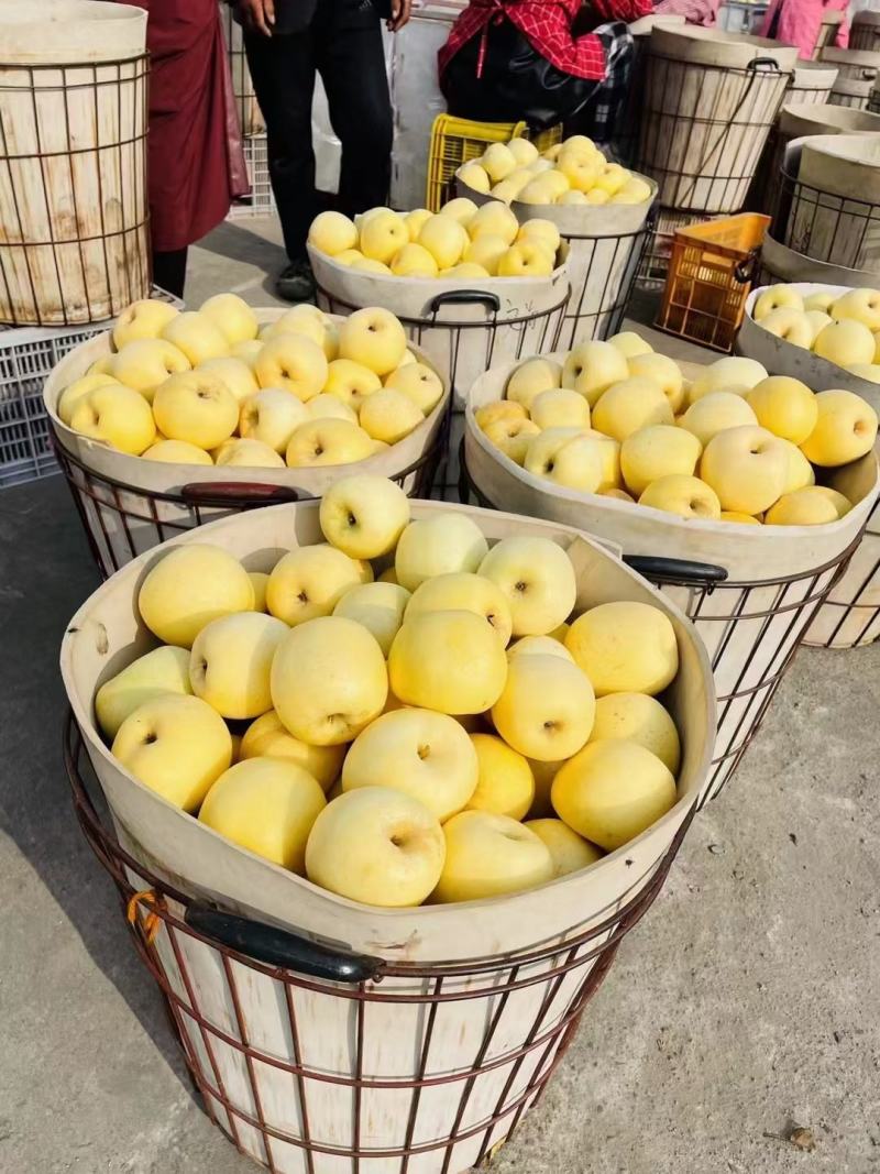 维纳斯苹果奶油苹果黄金奶油苹果维纳斯黄金苹果