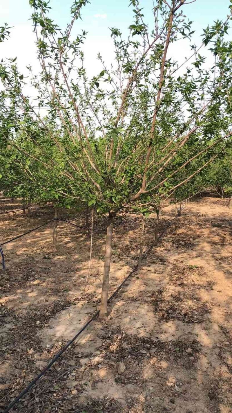 腊梅