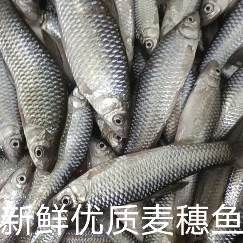 鲜活麦穗鱼:冰鲜打包产地直发:全国发货包运费:转运费自付