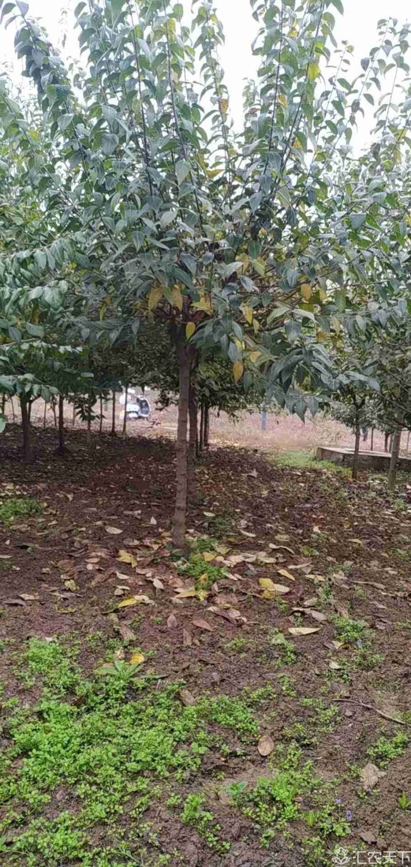 腊梅