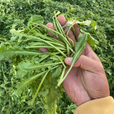 荠菜大量上市