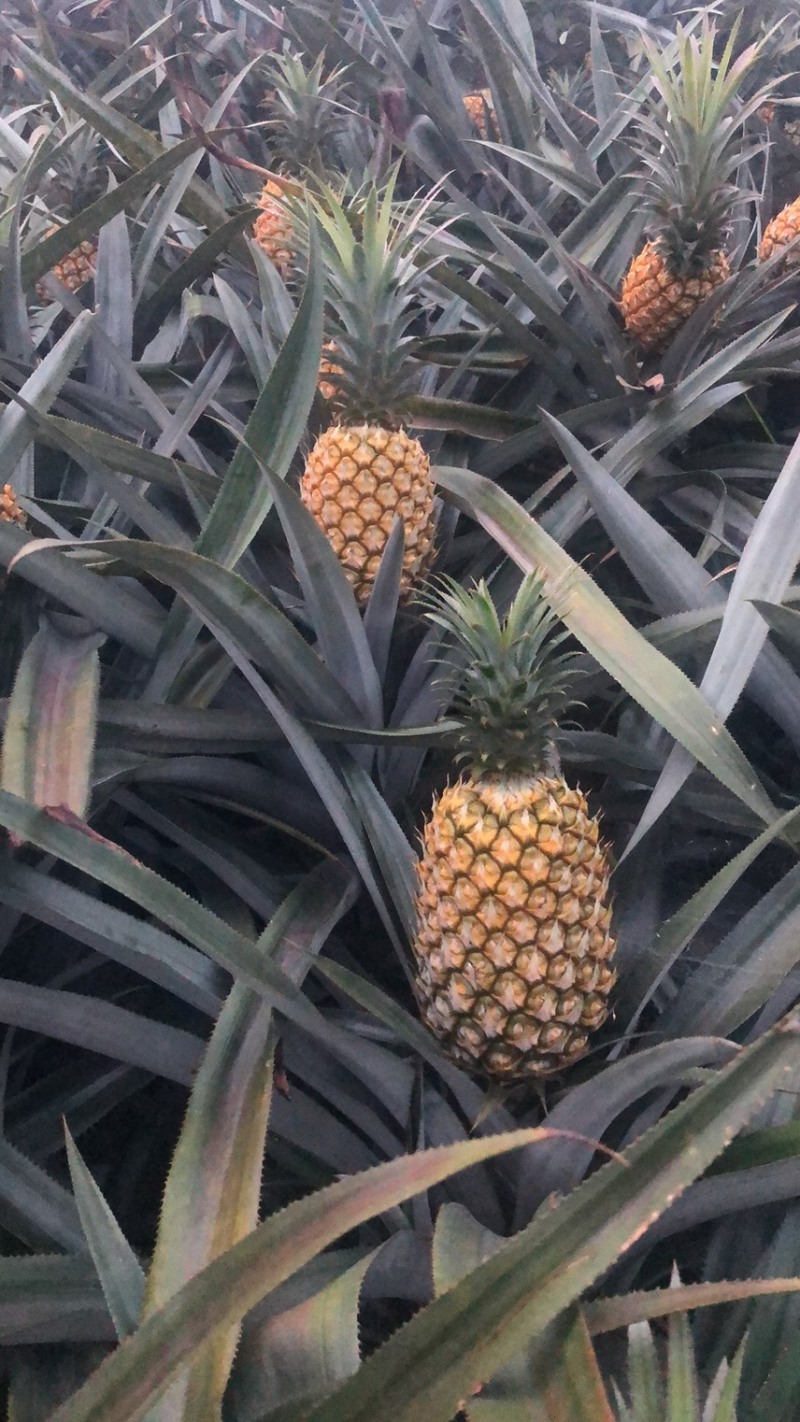 云南香水菠萝